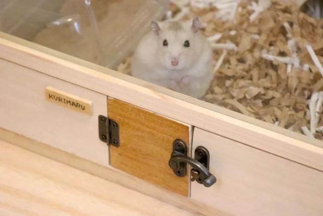 最可爱的小仓鼠是什么品种，这只蠢萌的仓鼠火了