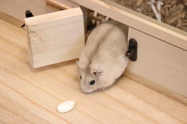 最可爱的小仓鼠是什么品种，这只蠢萌的仓鼠火了