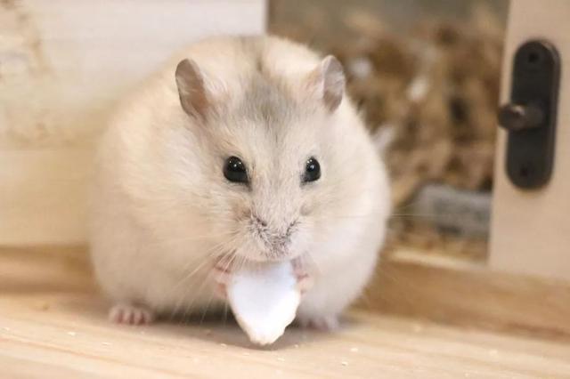最可爱的小仓鼠是什么品种，这只蠢萌的仓鼠火了