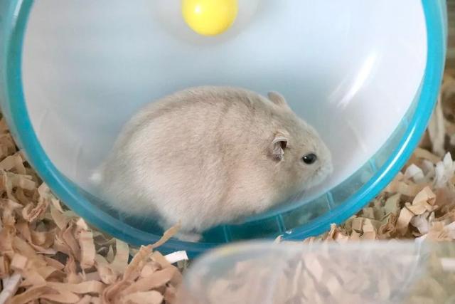 最可爱的小仓鼠是什么品种，这只蠢萌的仓鼠火了