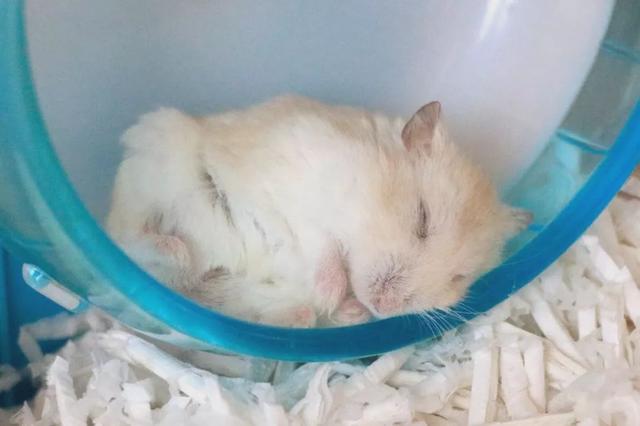 最可爱的小仓鼠是什么品种，这只蠢萌的仓鼠火了