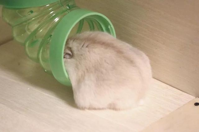 最可爱的小仓鼠是什么品种，这只蠢萌的仓鼠火了