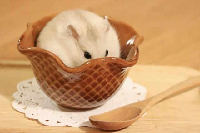 最可爱的小仓鼠是什么品种，这只蠢萌的仓鼠火了