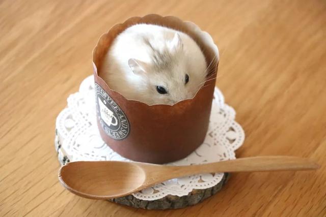 最可爱的小仓鼠是什么品种，这只蠢萌的仓鼠火了