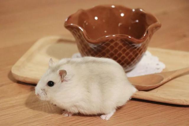 最可爱的小仓鼠是什么品种，这只蠢萌的仓鼠火了