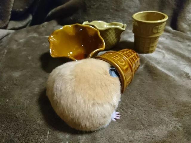 最可爱的小仓鼠是什么品种，这只蠢萌的仓鼠火了