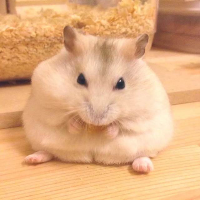 最可爱的小仓鼠是什么品种，这只蠢萌的仓鼠火了