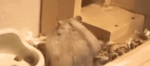 最可爱的小仓鼠是什么品种，这只蠢萌的仓鼠火了