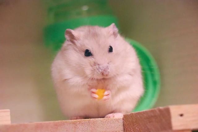 最可爱的小仓鼠是什么品种，这只蠢萌的仓鼠火了