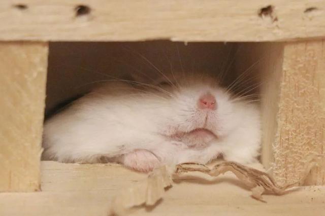 最可爱的小仓鼠是什么品种，这只蠢萌的仓鼠火了