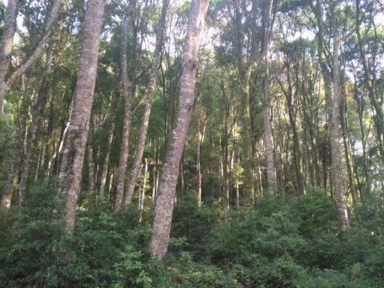 厦门景点鼓浪屿，厦门鼓浪屿，不想废腿一定要看