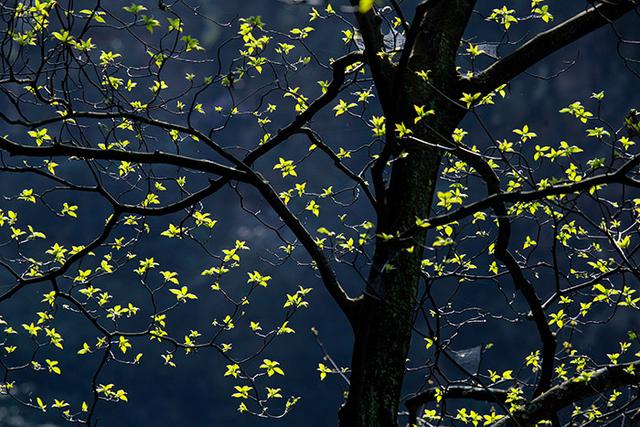 褚时健最经典语录，生于斯长于斯铭于斯