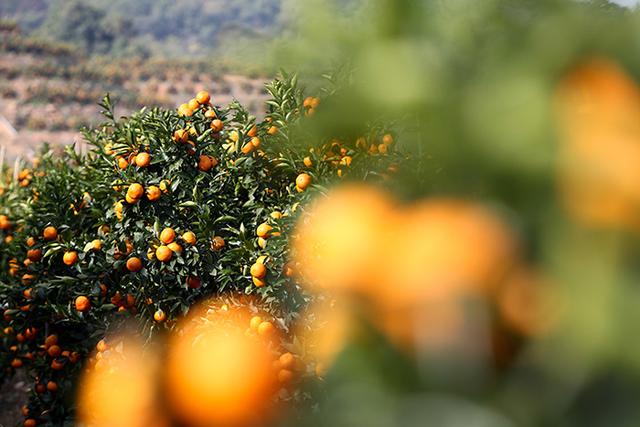 褚时健最经典语录，生于斯长于斯铭于斯