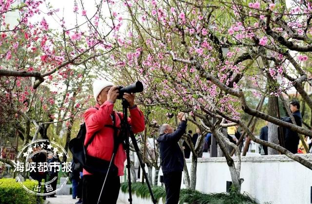 福州踏青赏花，紫色浪漫！福州这里太美啦！