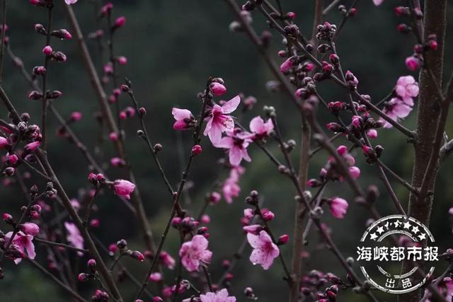 福州踏青赏花，紫色浪漫！福州这里太美啦！