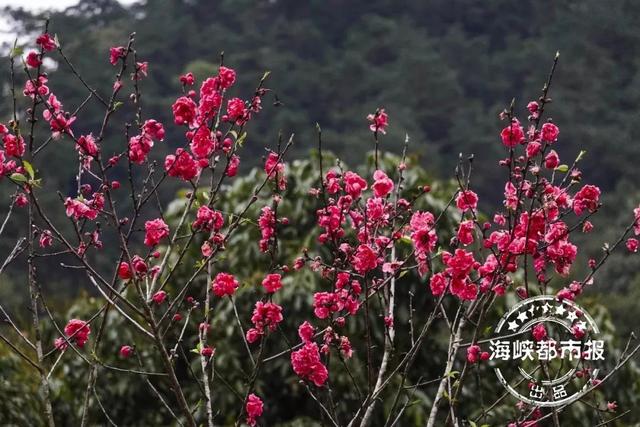 福州踏青赏花，紫色浪漫！福州这里太美啦！