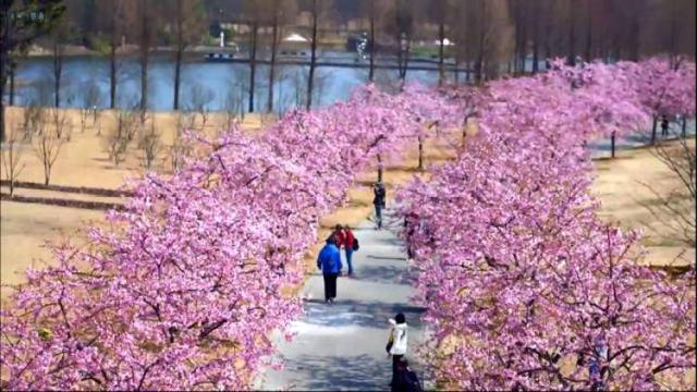 赏樱时间表，樱花一年开四回