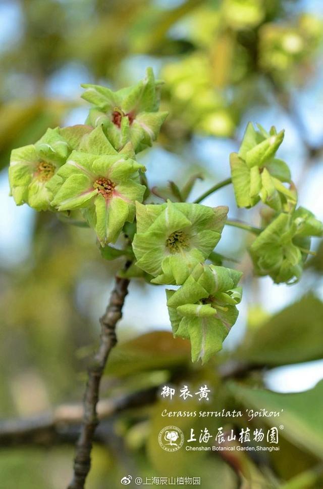 赏樱时间表，樱花一年开四回