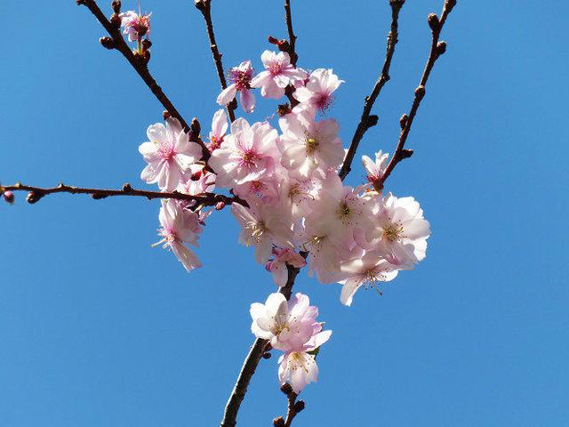 赏樱时间表，樱花一年开四回