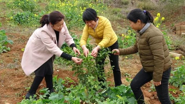 乡村生活的真实记录小乔，“最美三农网红”小乔