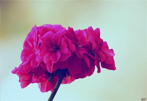 情感个性签名100条，最新微信个性签名