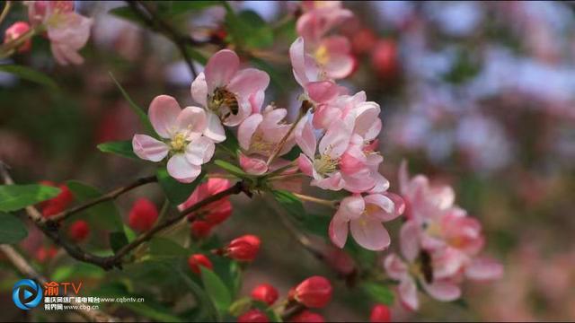 垂丝海棠花开花季节，垂丝海棠惊艳绽放