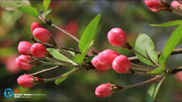 垂丝海棠花开花季节，垂丝海棠惊艳绽放