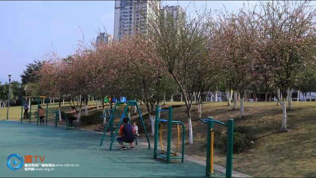 垂丝海棠花开花季节，垂丝海棠惊艳绽放