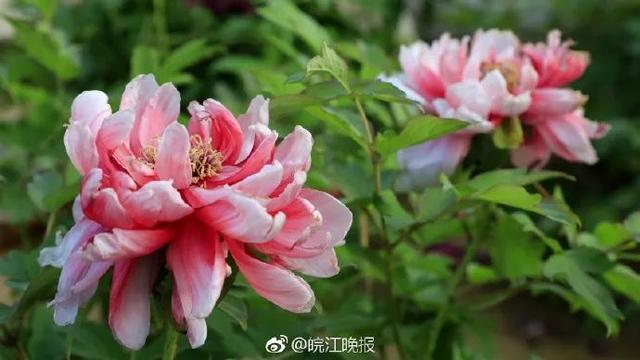 采石矶景点开放时间最新消息，马鞍山采石矶景区将启用北大门