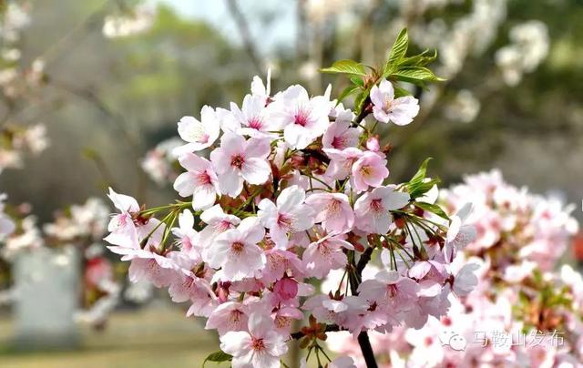 采石矶景点开放时间最新消息，马鞍山采石矶景区将启用北大门
