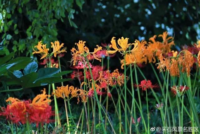 采石矶景点开放时间最新消息，马鞍山采石矶景区将启用北大门