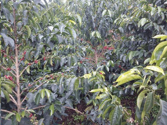 世界著名十种咖啡种类，世界名门咖啡品种一览