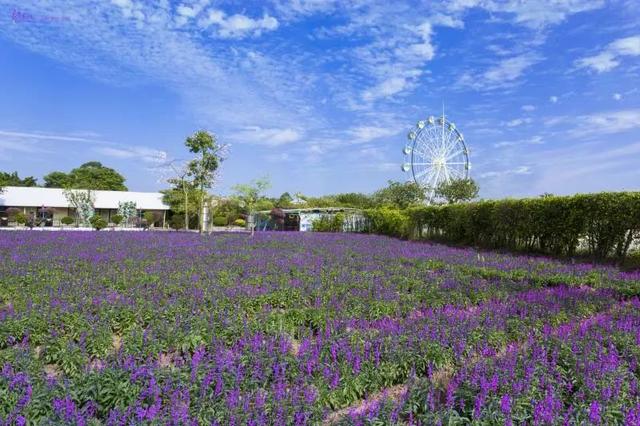 花都未来重点发展，权威发布这样的花都