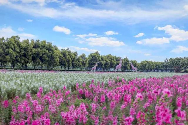 花都未来重点发展，权威发布这样的花都