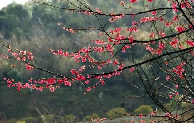 南昌适合踏青的地方，南昌50大春游好去处