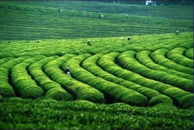 南昌适合踏青的地方，南昌50大春游好去处