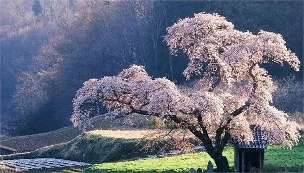 南昌适合踏青的地方，南昌50大春游好去处