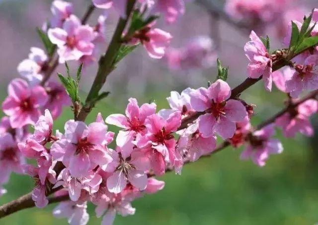 南昌适合踏青的地方，南昌50大春游好去处