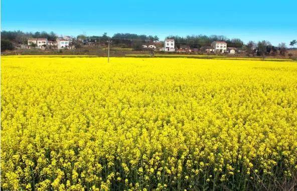 南昌适合踏青的地方，南昌50大春游好去处