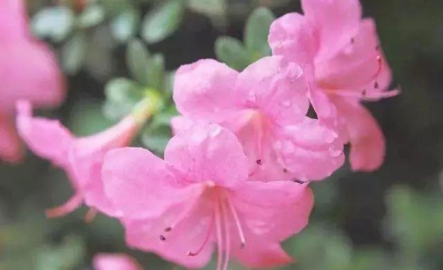 南昌适合踏青的地方，南昌50大春游好去处