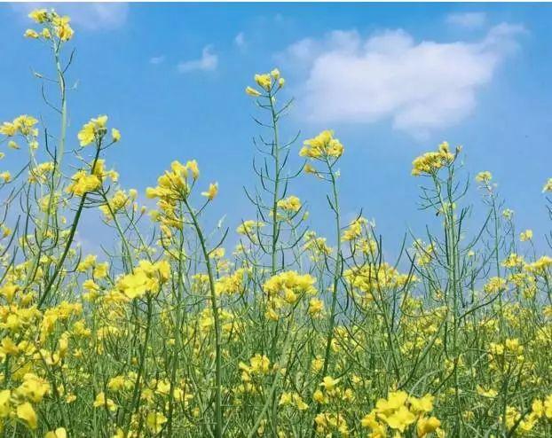 南昌适合踏青的地方，南昌50大春游好去处