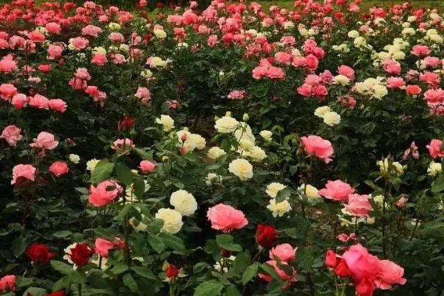 南昌适合踏青的地方，南昌50大春游好去处