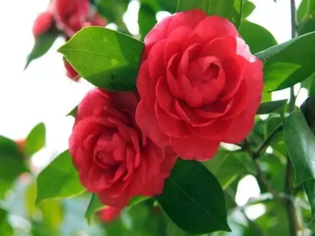 南昌适合踏青的地方，南昌50大春游好去处