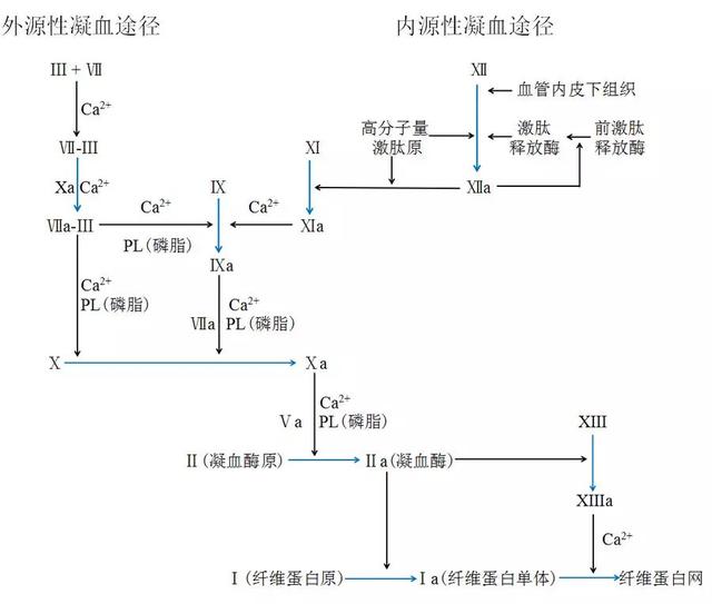 凝血功能检查报告中ptr表示什么，凝血酶原活动度