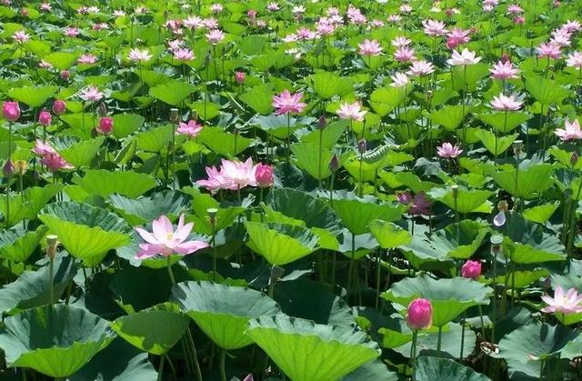 秋天河北必玩十大景区，河北必须要去的9个最美旅游景点全在这里