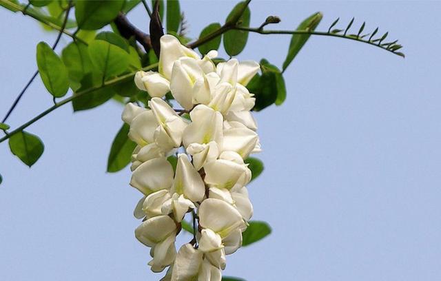 槐花治糖尿病(槐花治糖尿病效果好吗)