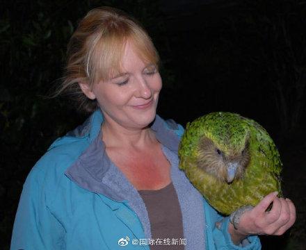 鹦鹉肥胖(鹦鹉肥胖症的6个征兆)