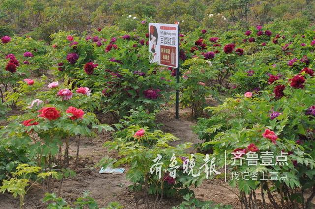 白家疃牡丹园有几种牡丹品种，200余株百岁牡丹迎客来