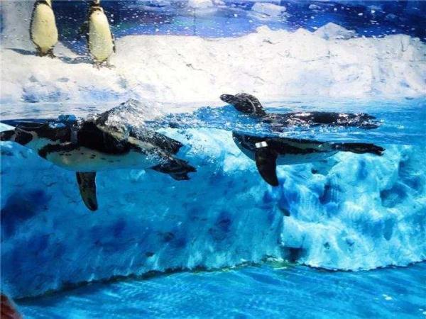 令人哭笑不得的南极企鹅，小企鹅迷路竟从南极游3000公里到新西兰