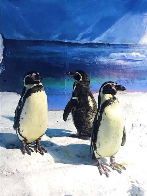 令人哭笑不得的南极企鹅，小企鹅迷路竟从南极游3000公里到新西兰